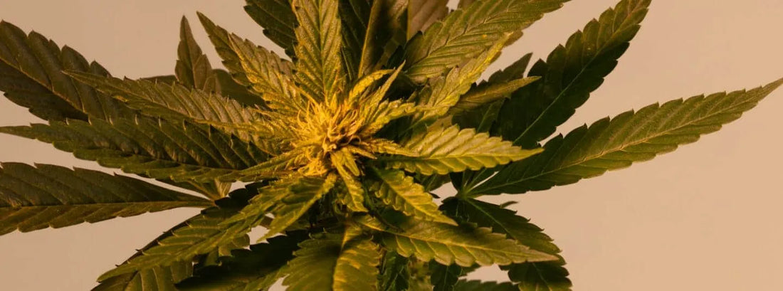 Cannabis plant on beige background