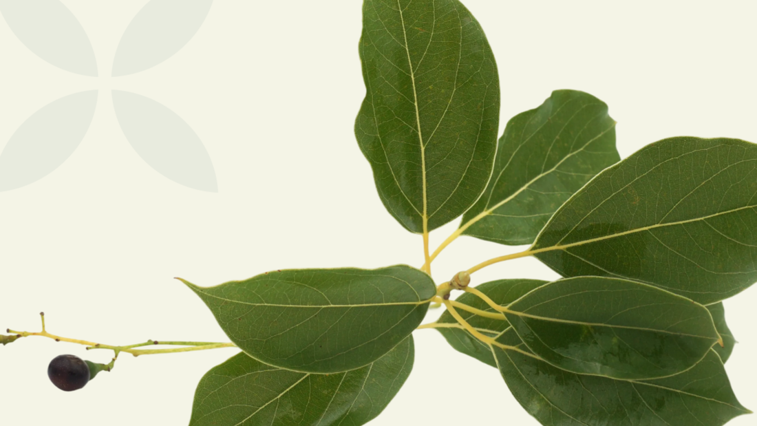 A sprig of green leaves on a cream colored background
