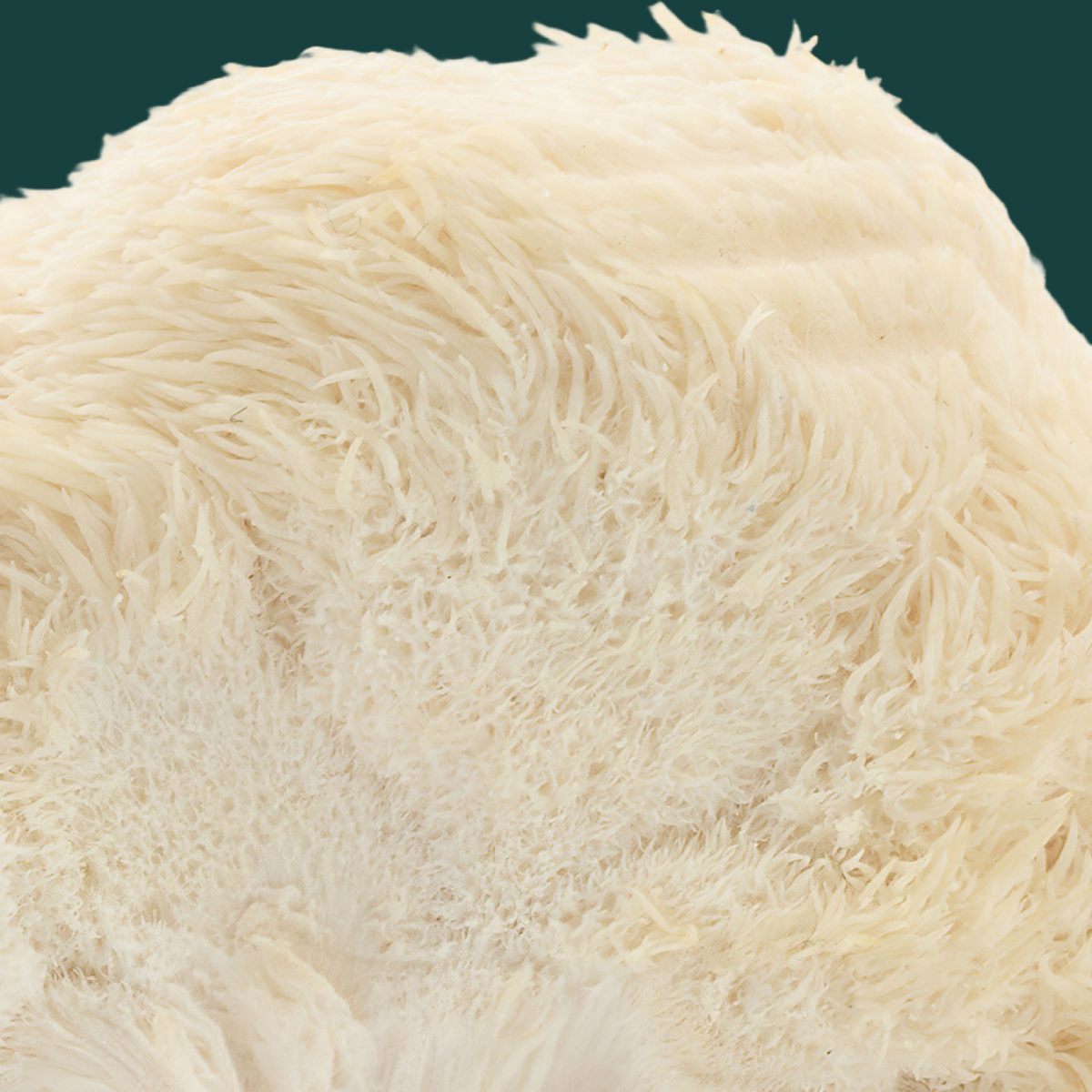 Close up of a lion's mane mushroom on a green background