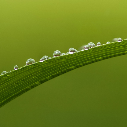 Close-up of a grass blade with water droplets on a green background