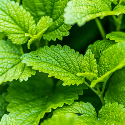 Close-up of green leaves with a blurred background